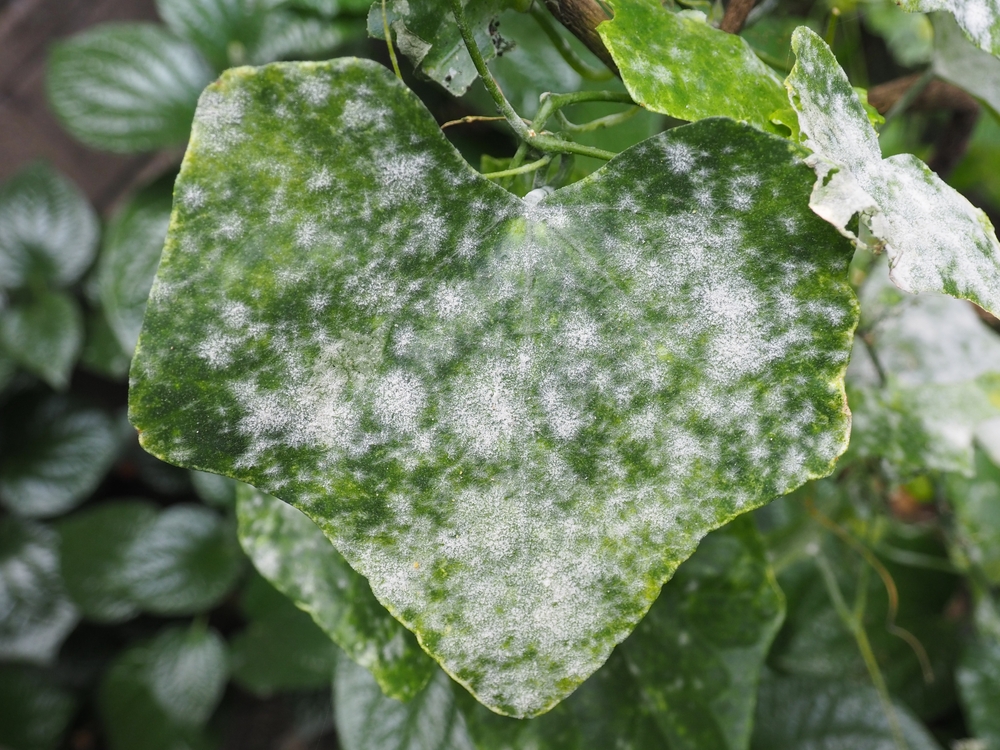 houseplant diseases