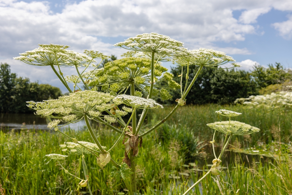 invasive plants