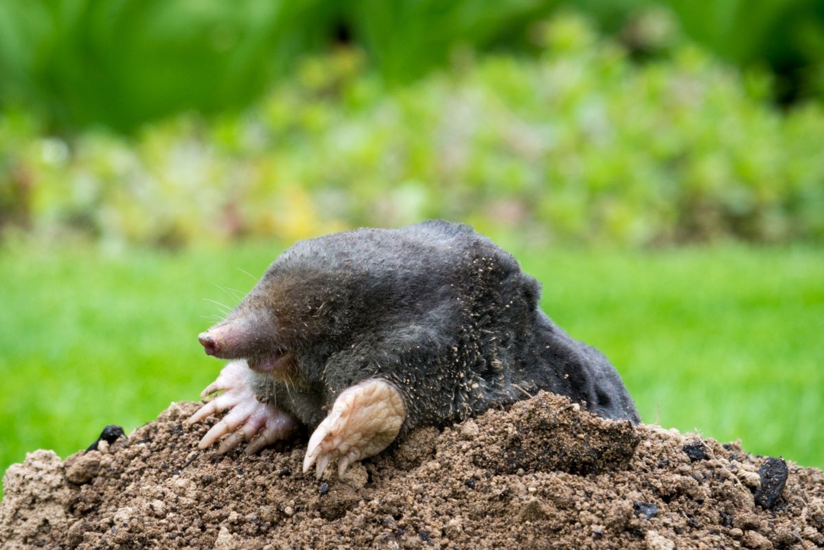 mole-animals-1