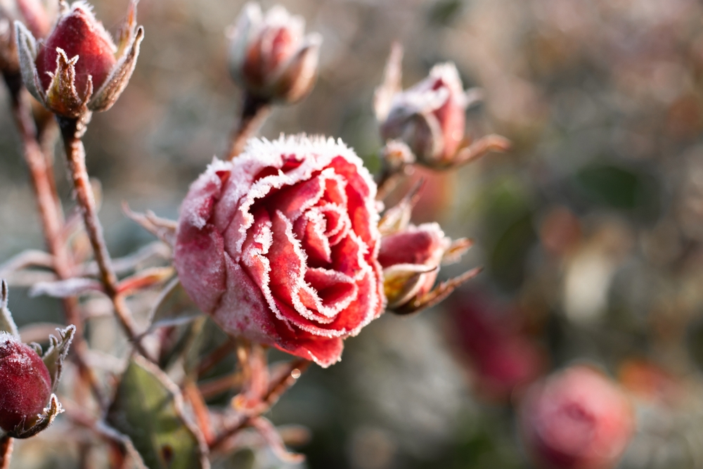 Winter Gardening