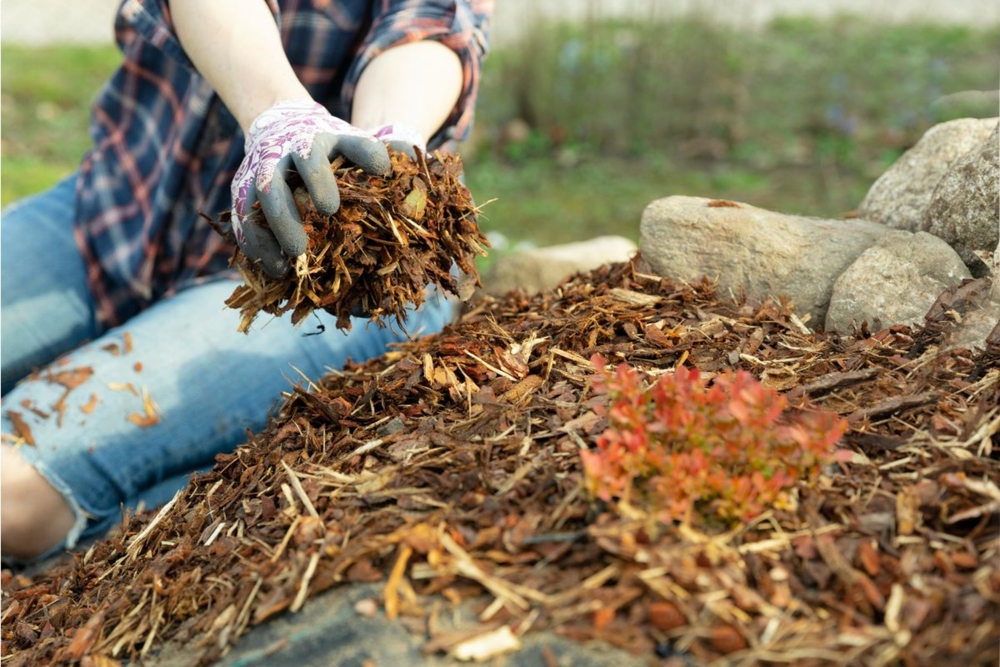 Winter gardening