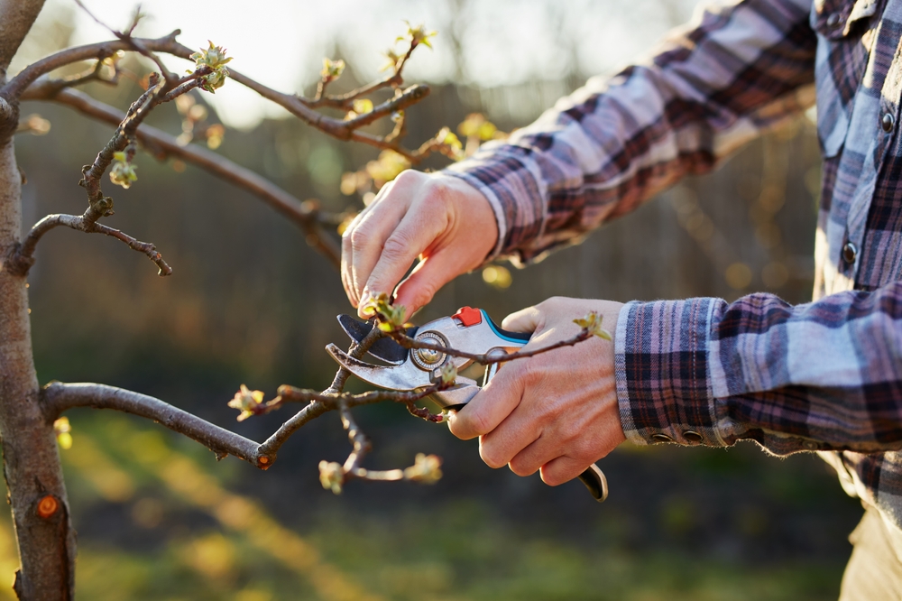 Winter Gardening Hacks