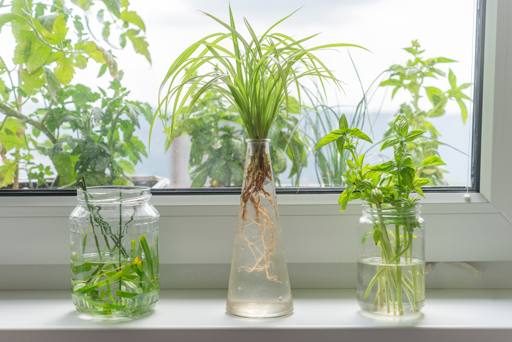 Water Growing Herb