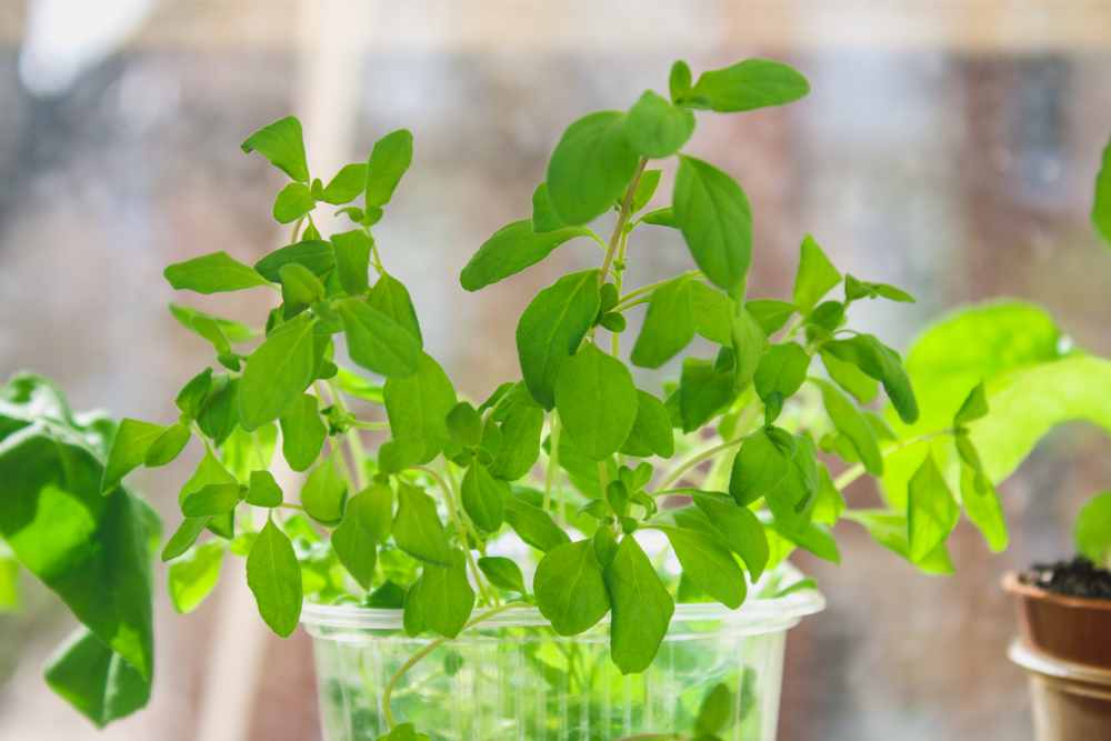 Water-Growing Herb