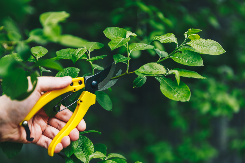 pruning plants