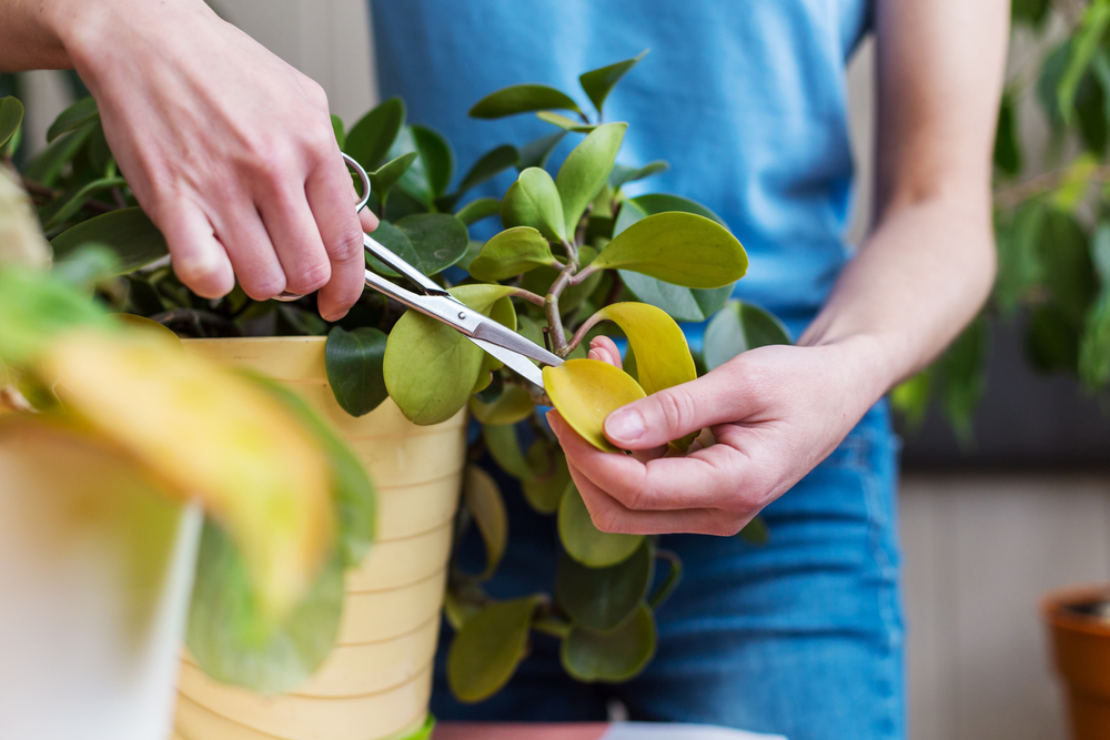 pruning plants