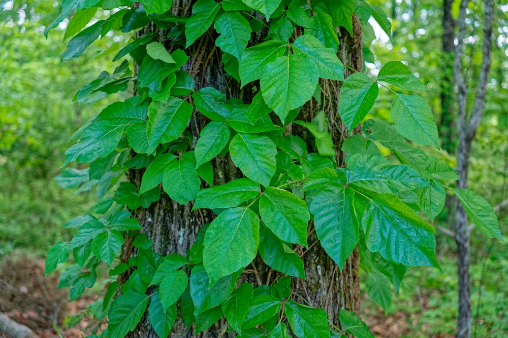 toxic plants