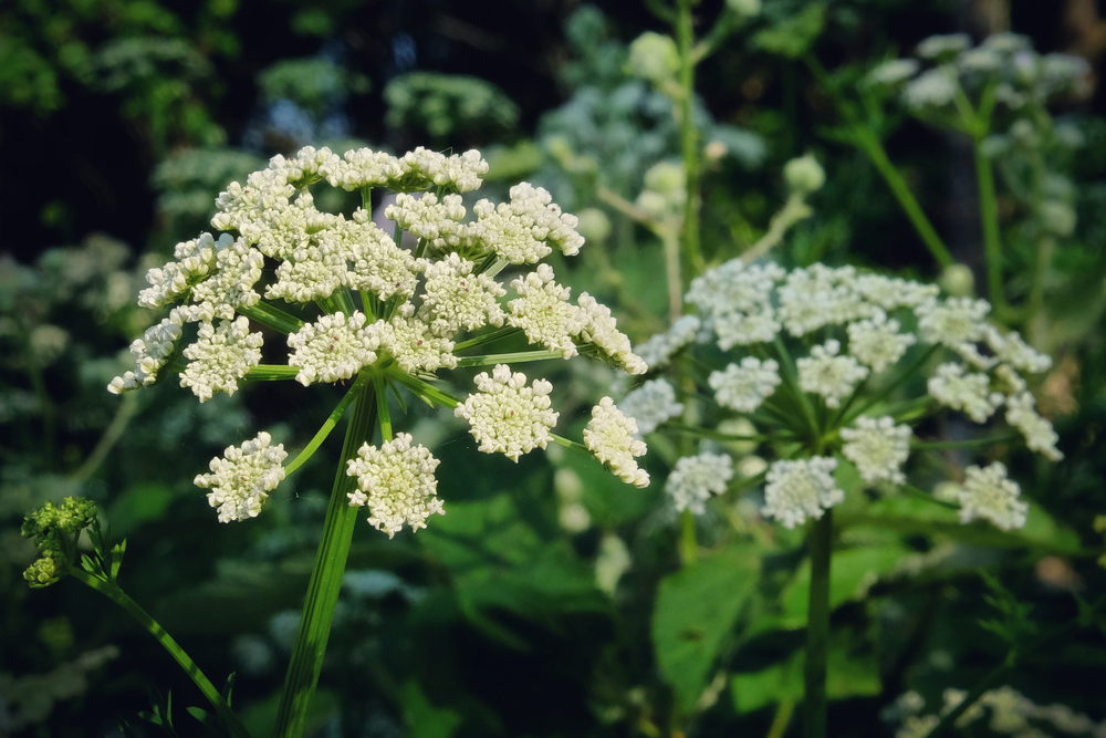 toxic plants