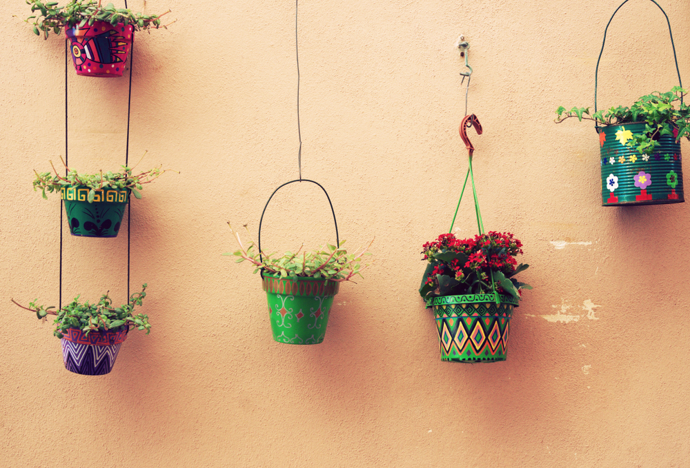 indoor hanging plants