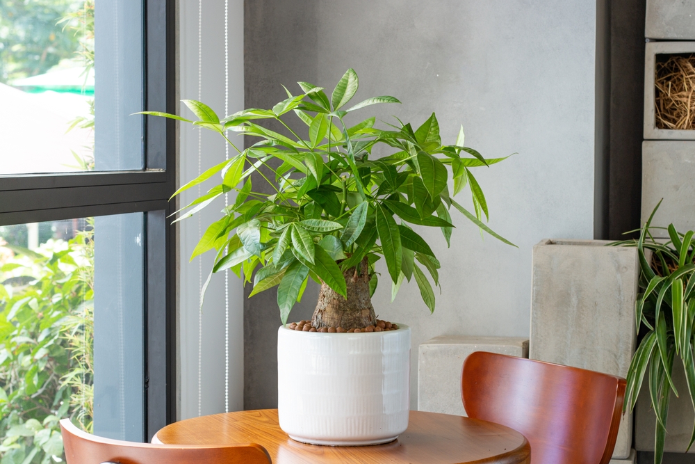 easiest indoor plants to grow