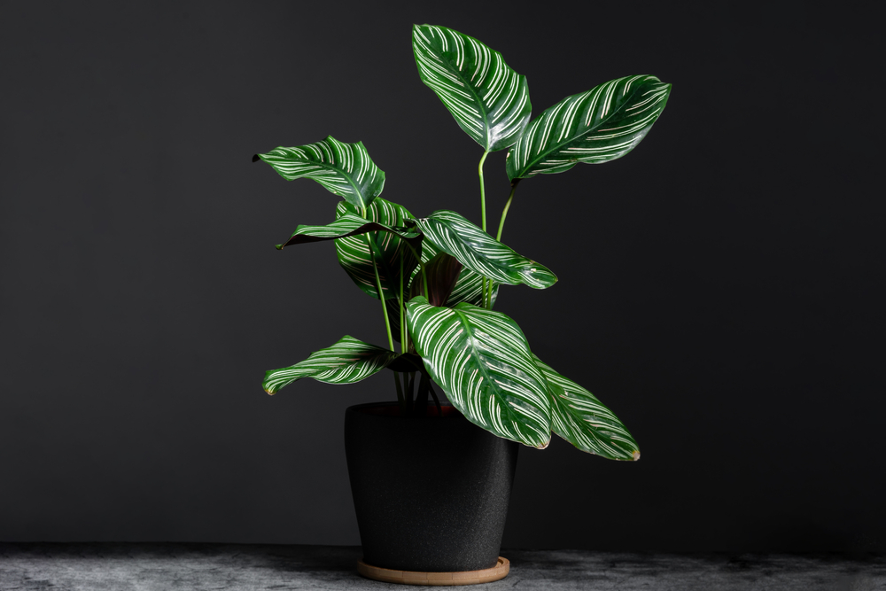 easiest indoor plants to grow