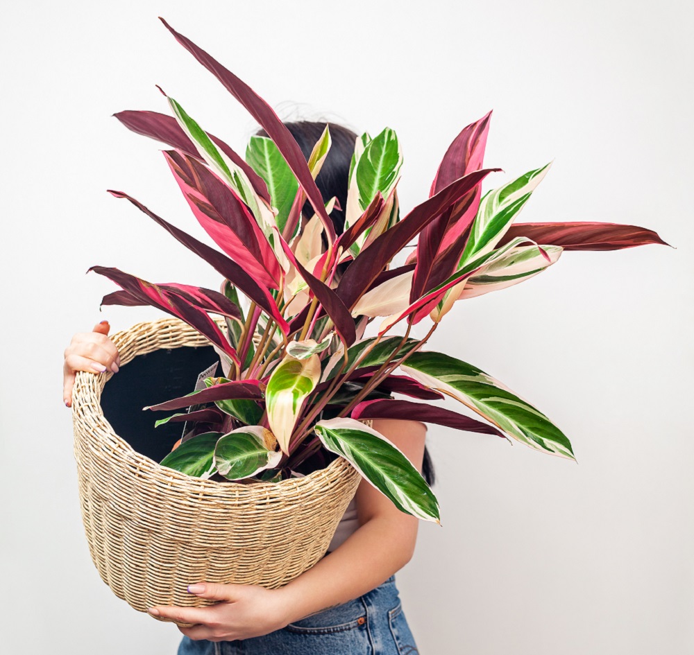 indoor hanging plants