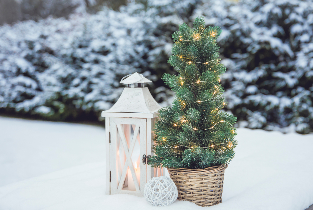 varieties of Christmas trees