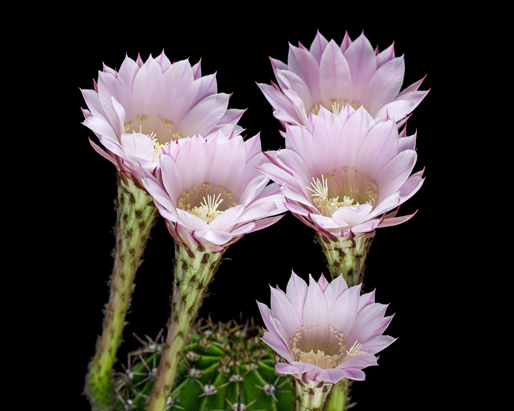 Easter Lily Cactus