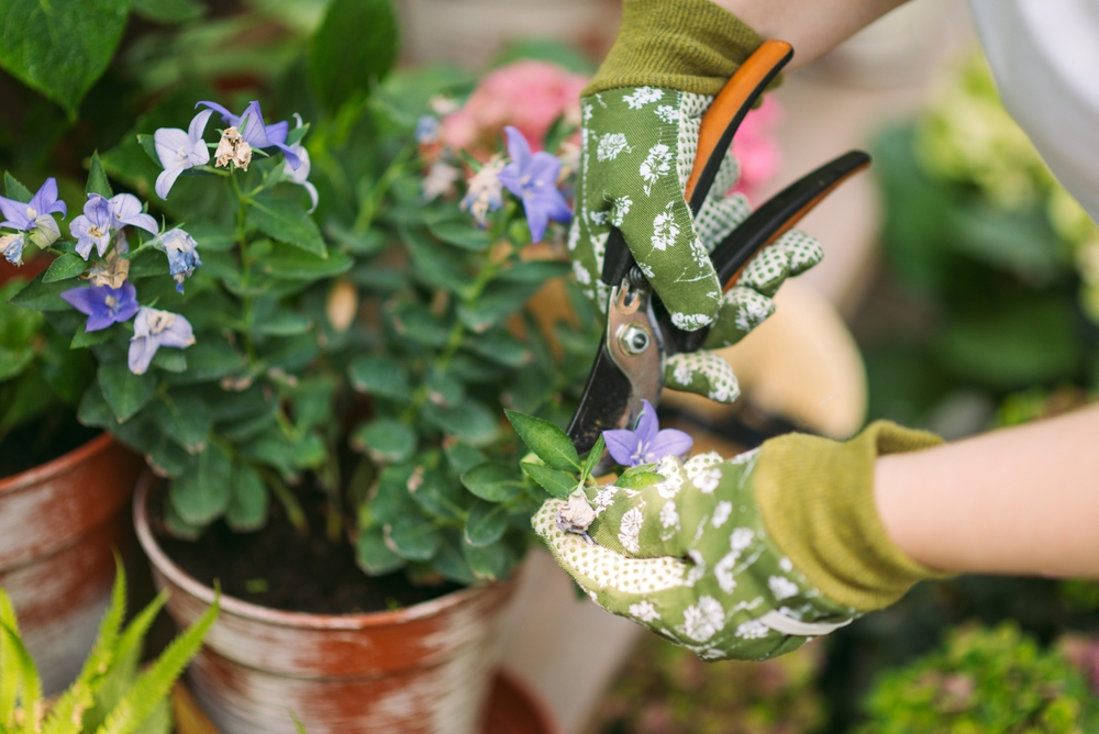 Grandma, Gardening