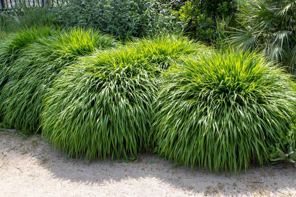 Ornamental Grass