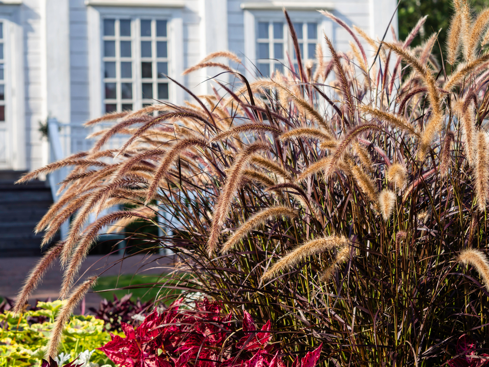 Ornamental Grass