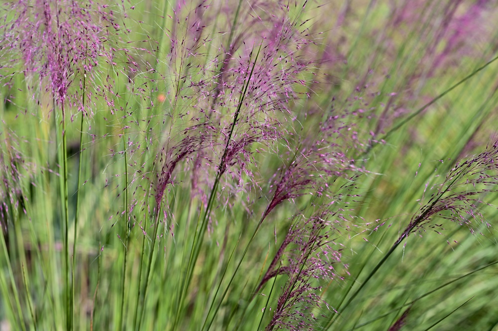 Ornamental Grass