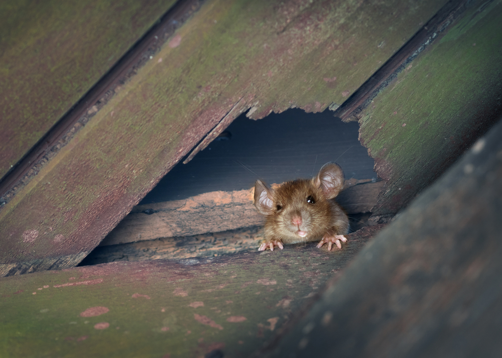 Mice, Backyard