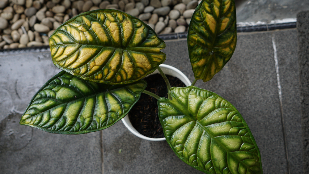 small houseplants