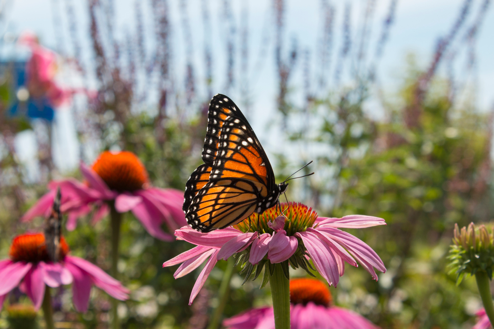 plants that thrive in full sun