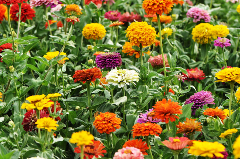 plants that thrive in full sun