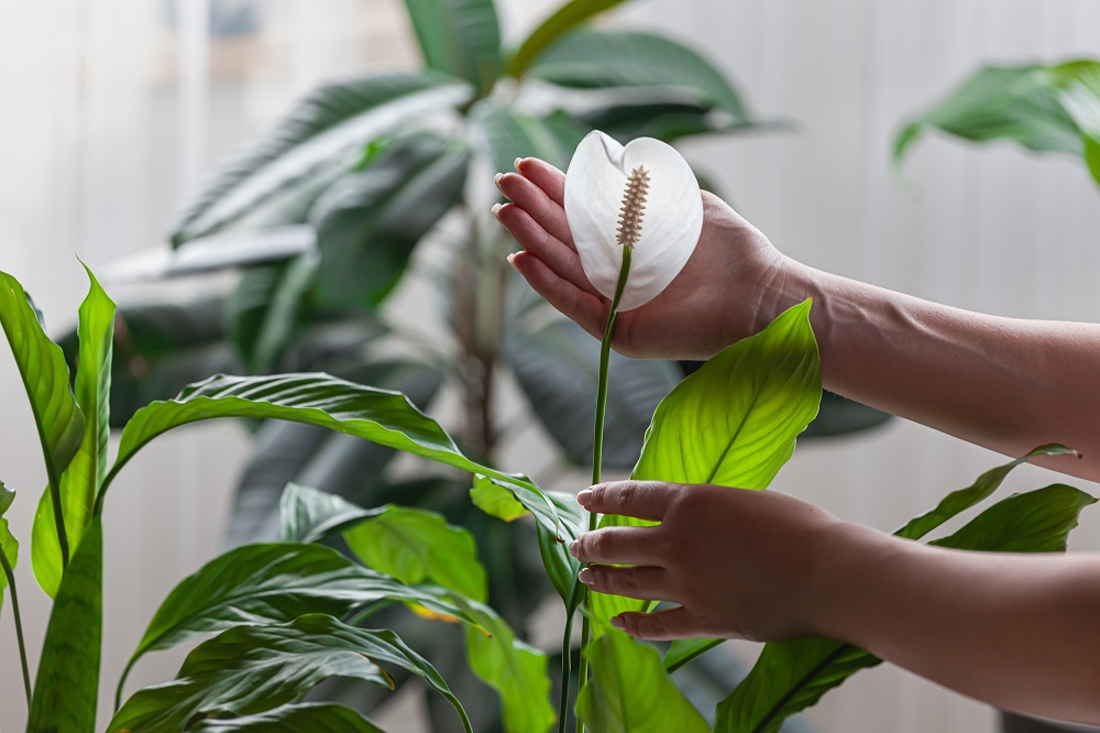 toxic houseplants