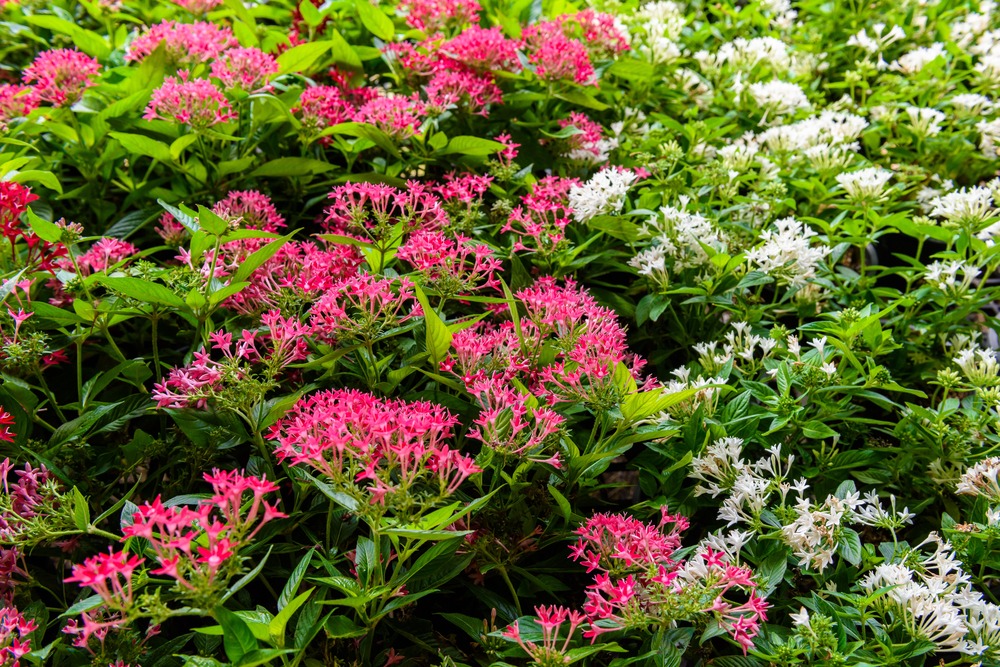 plants that thrive in full sun