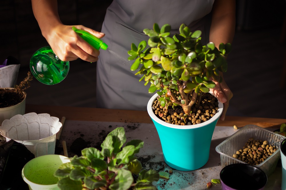 toxic houseplants