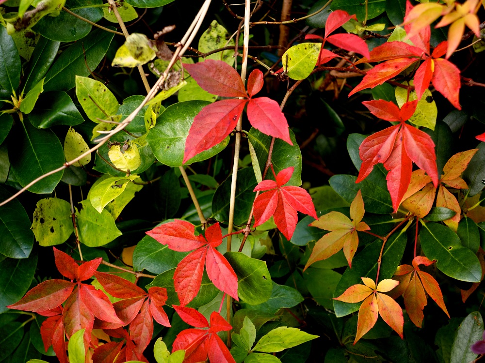 plants for Ashburn gardeners