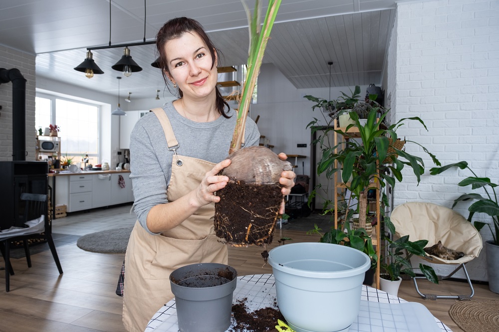toxic houseplants