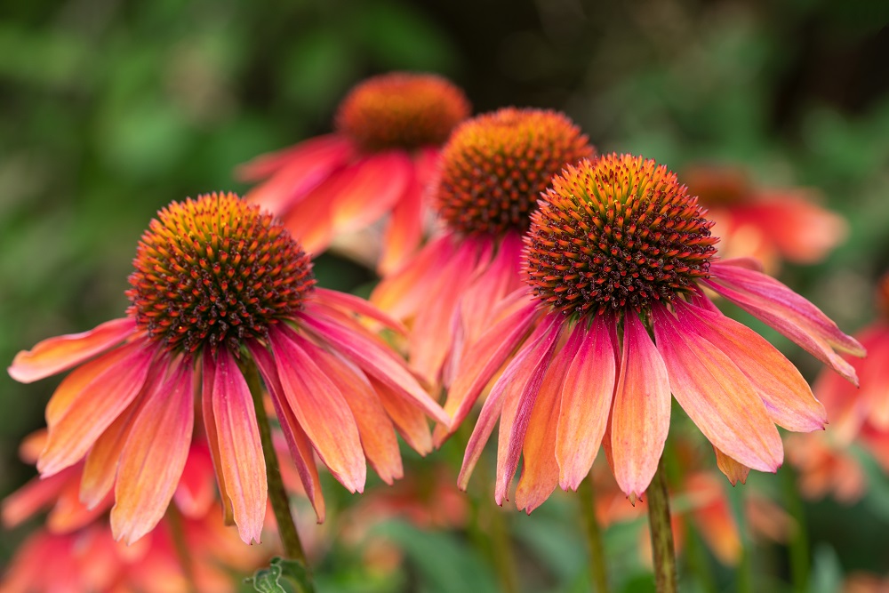 plants for Ashburn gardeners