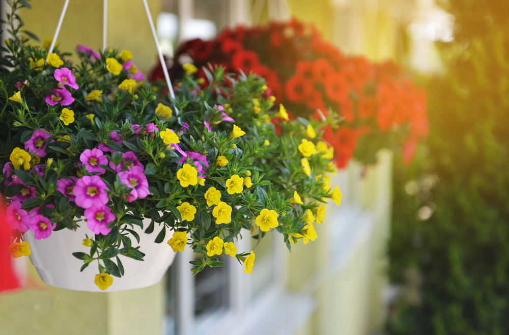 Hanging Basket Mistake