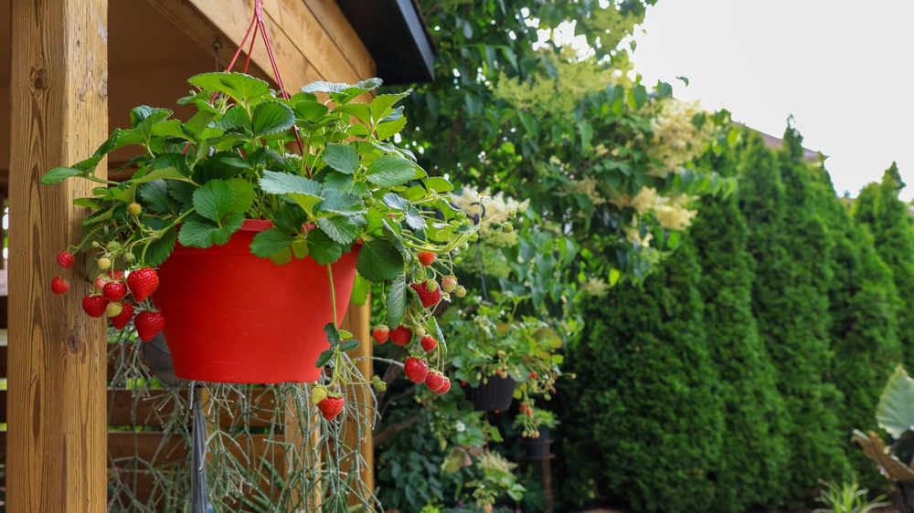 Hanging Basket Mistake