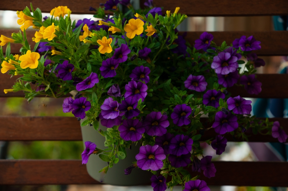 Hanging Basket Mistake