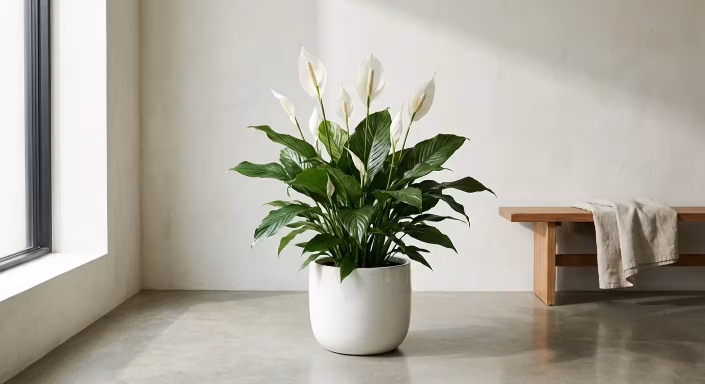 A blooming white Peace Lily in a modern ceramic pot.