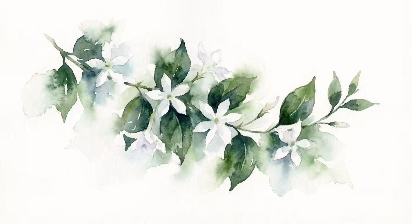A delicate watercolor painting of white jasmine flowers on a climbing vine.