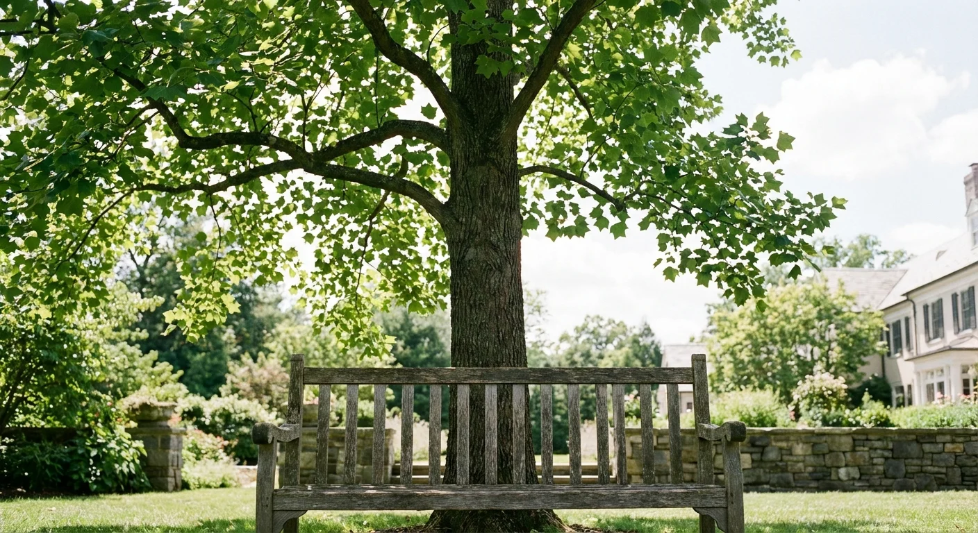 A large Tulip Poplar tree providing shade over a garden bench.