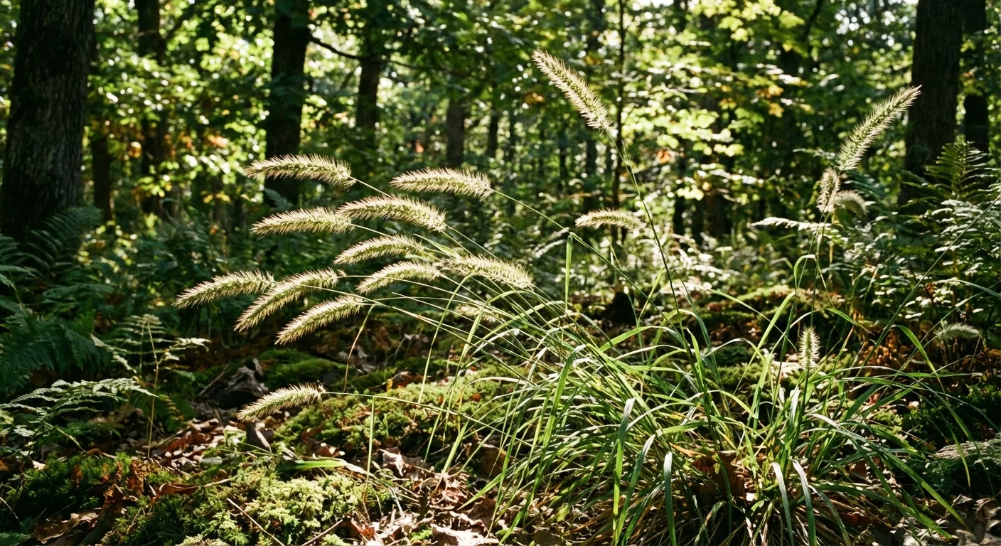 Bottlebrush grass showing its unique horizontal, spiky seed heads in a shaded garden.