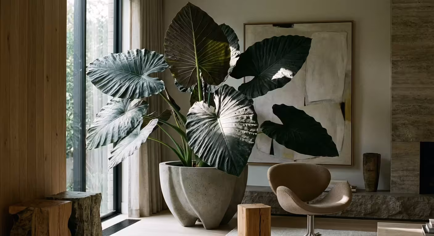 Large Alocasia plant with dark green leaves in a modern home.