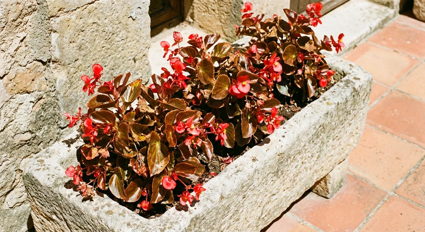 Red begonias with bronze leaves growing in a stone planter under the sun.