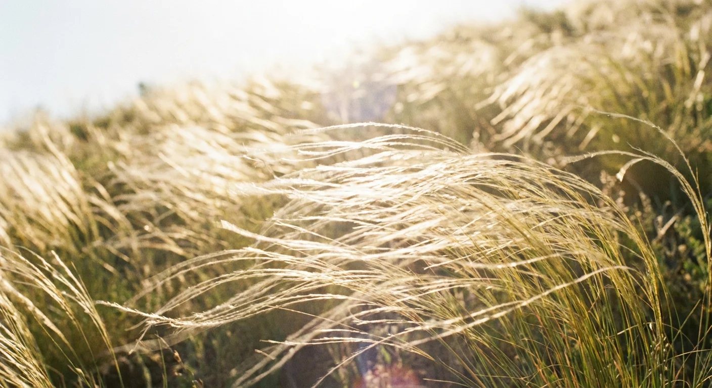 Wispy, blonde Mexican Feather Grass swaying gracefully in the breeze.