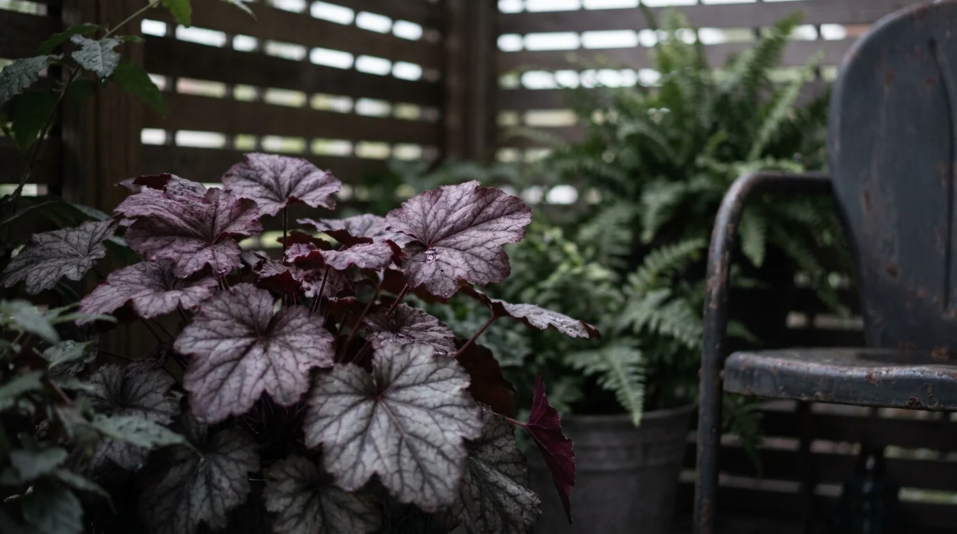 A close-up of dark purple and silver Heuchera leaves with ruffled edges in a shaded balcony pot.