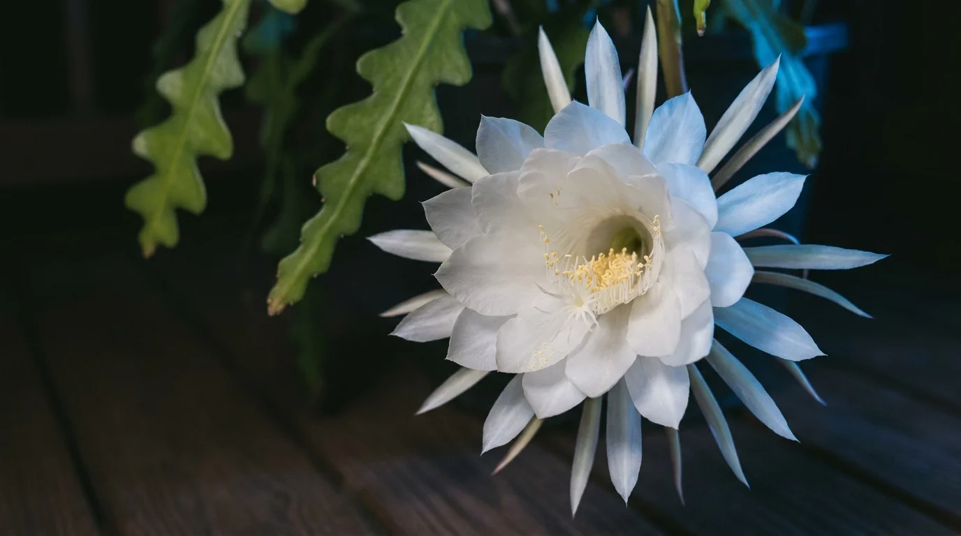 A close-up photograph of a large, white Night-Blooming Cereus flower blooming at night against dark, jagged stems.