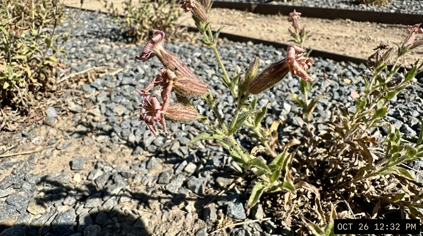 A daytime photo of Nottingham Catchfly looking wilted and brown in a sunny rock garden.