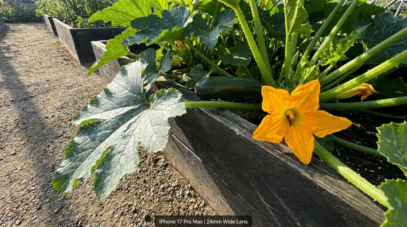A large zucchini plant with massive leaves and a bright orange flower spilling over the side of a wooden garden bed.