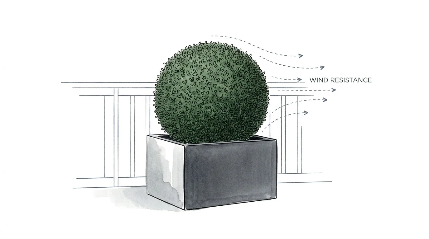 A minimalist ink drawing of a round boxwood shrub in a modern planter, showing its wind-resistant shape.