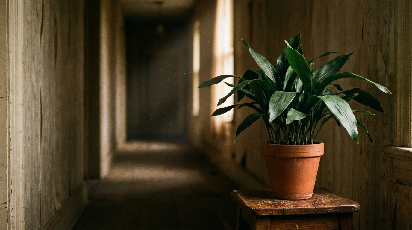 A resilient Cast Iron Plant with dark green leaves sitting in a shadowed, narrow hallway.
