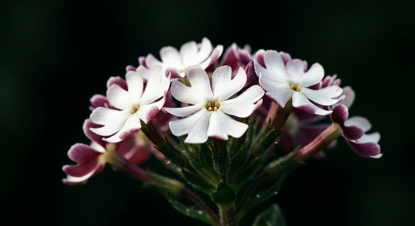 A sharp macro photo of Night Phlox flowers showing their white tops and maroon undersides.