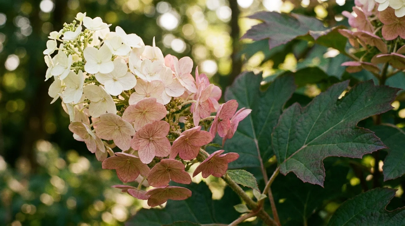 Close-up of an Oakleaf Hydrangea bloom transitioning from white to pink against its large green leaves.